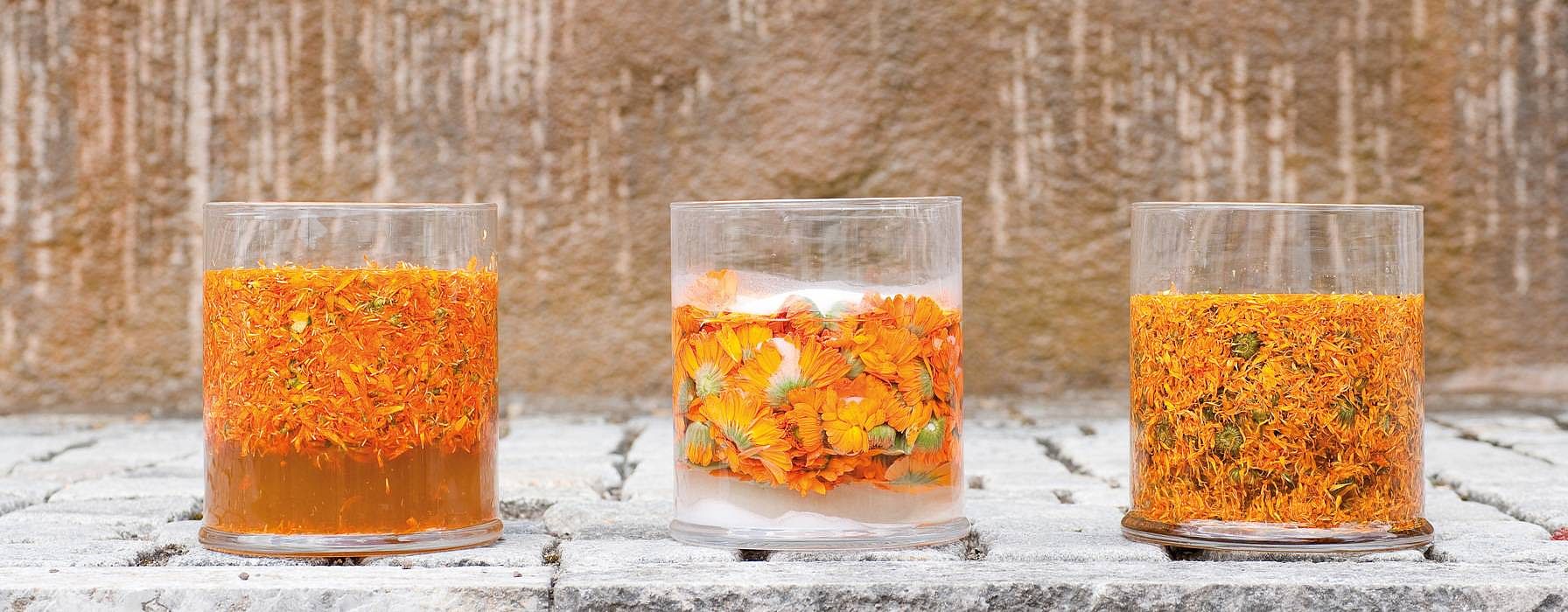 transformation du calendula