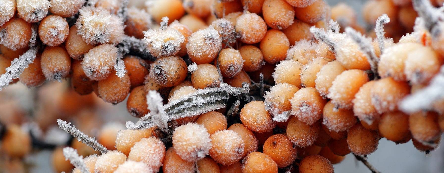 Argousier en hiver
