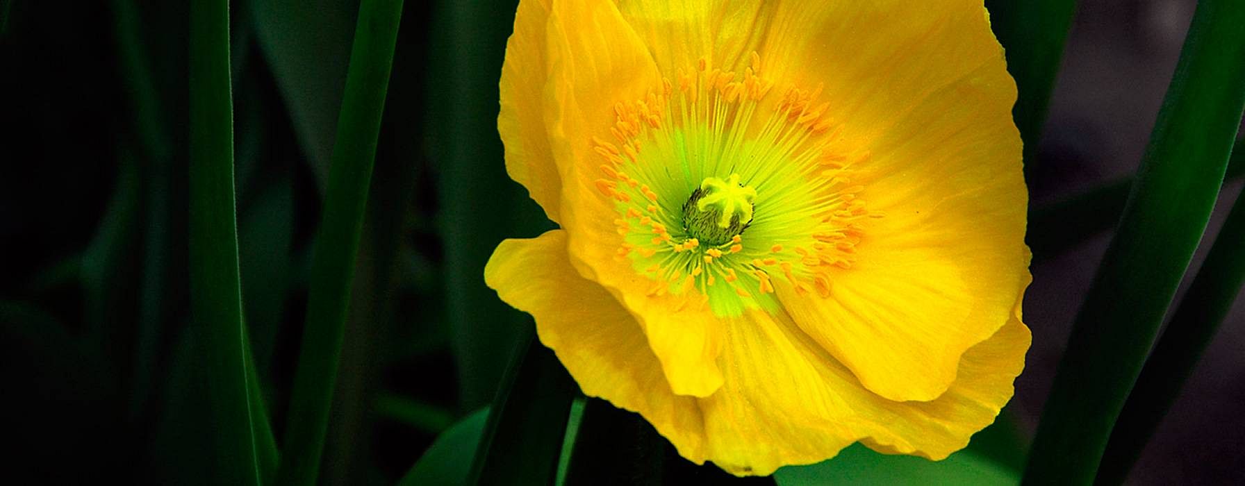 pavot jaune de Californie