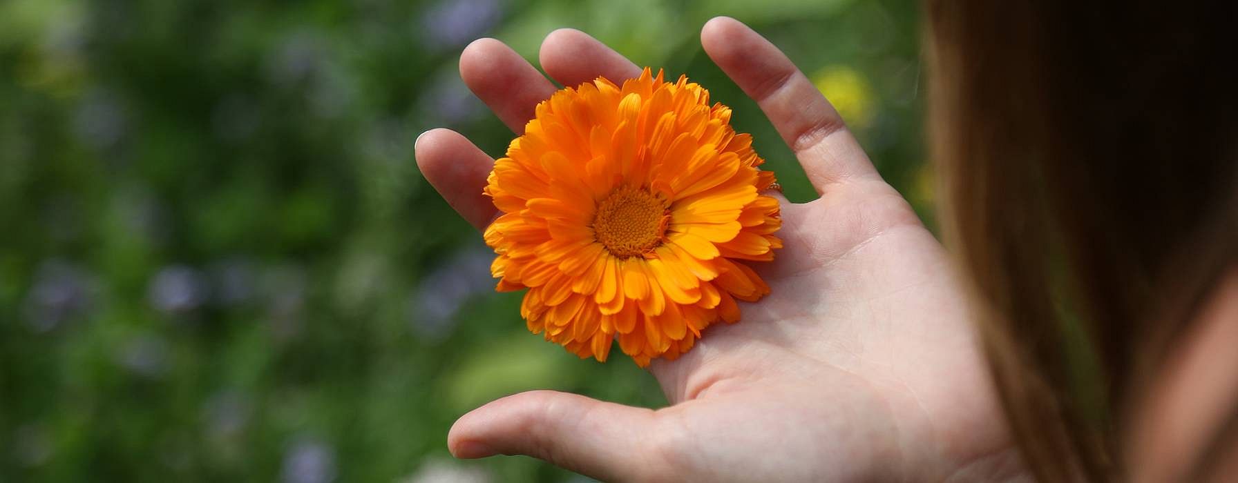 le calendula