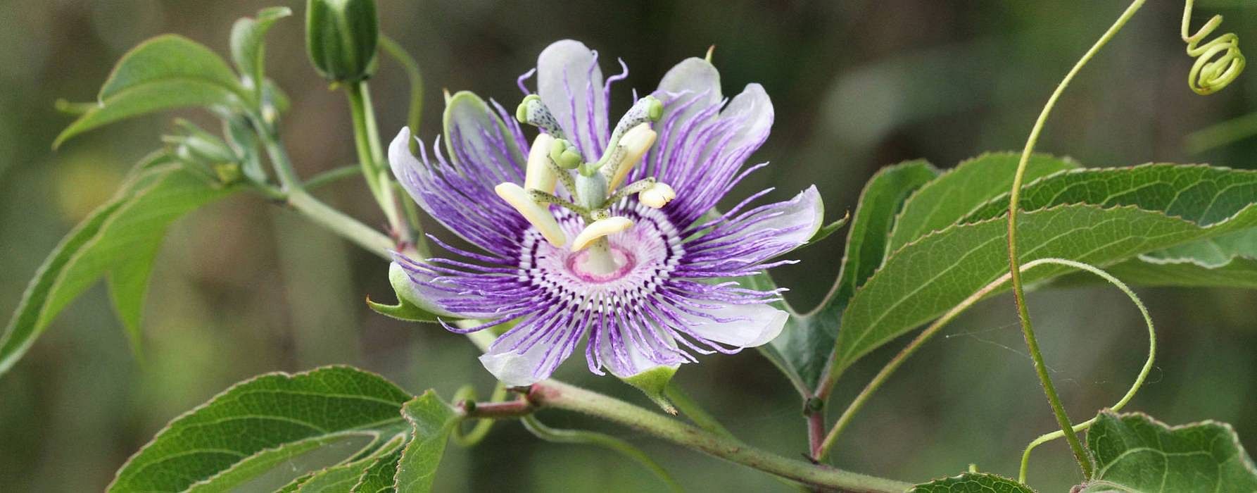 plantes anti-stress