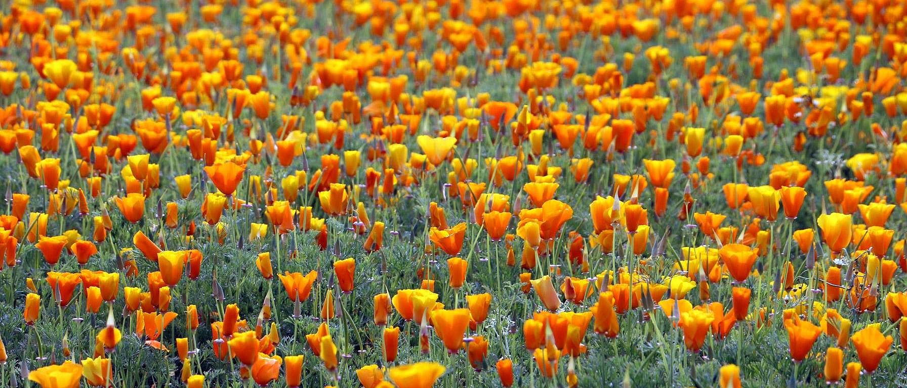 champ de fleurs