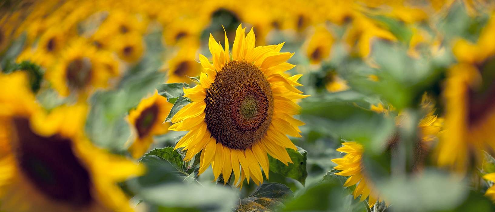 Tournesols