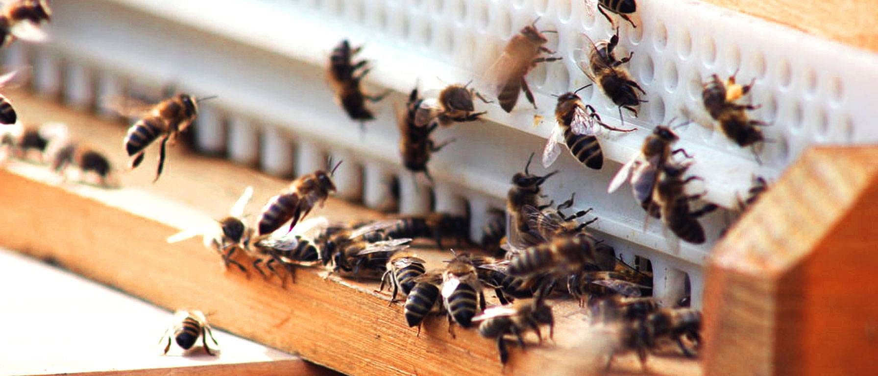 weleda abeille