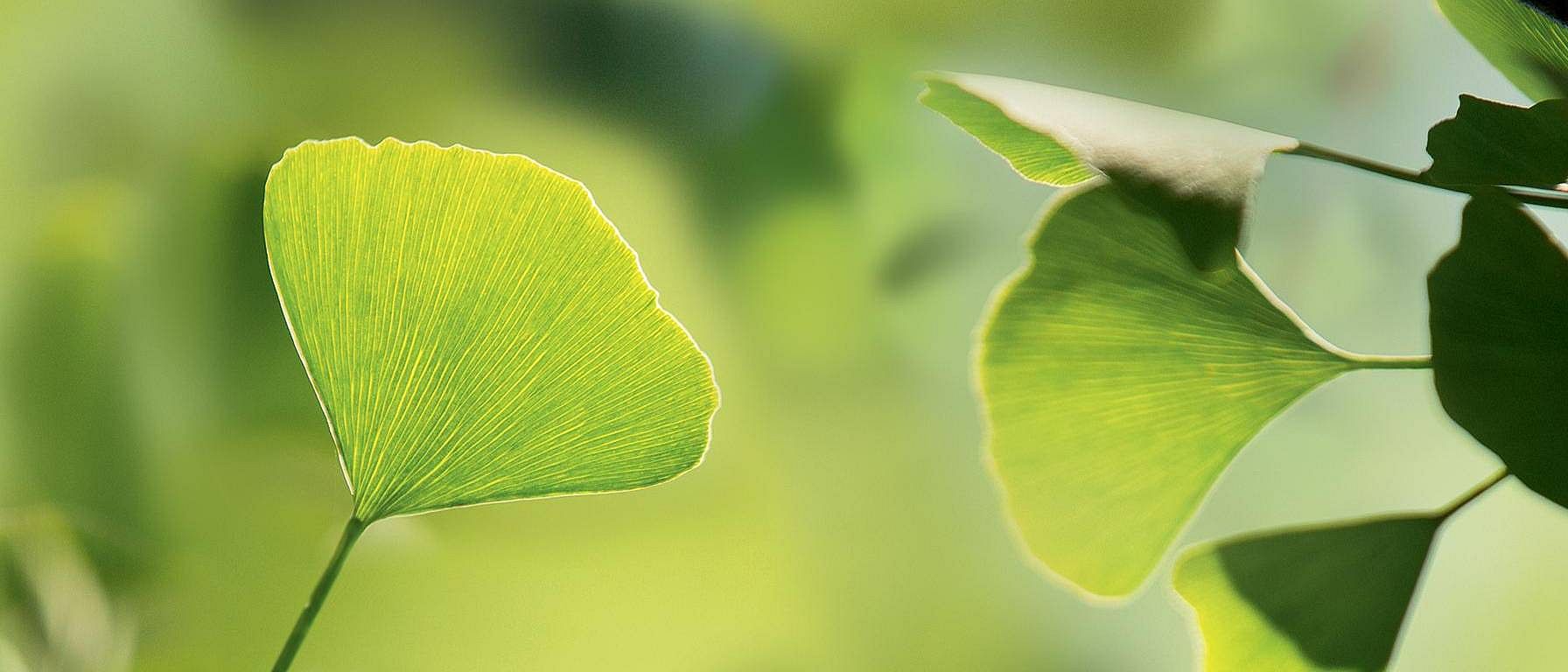 feuille