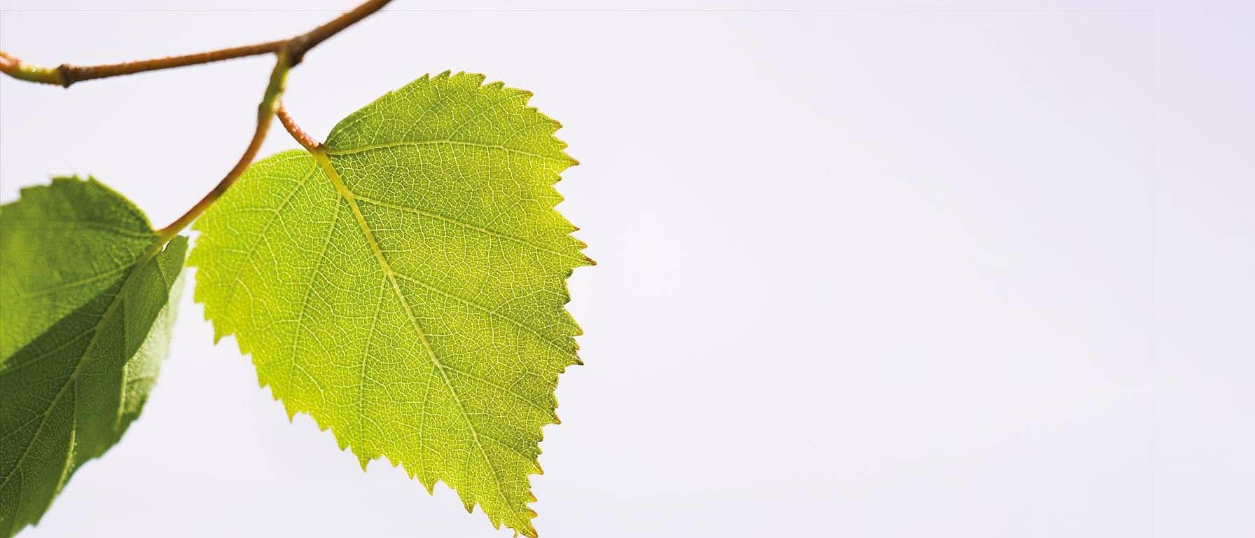 plante minceur