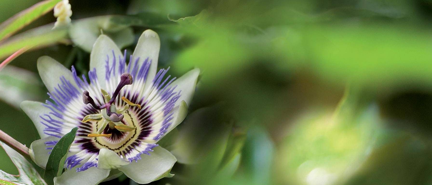 plante relaxation