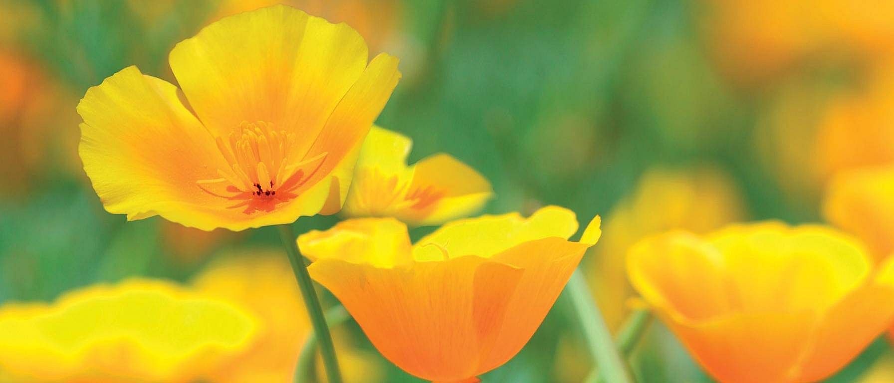 Pavot Jaune de Californie