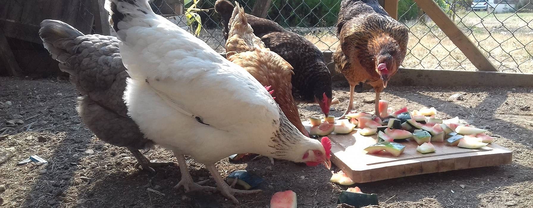 poules
