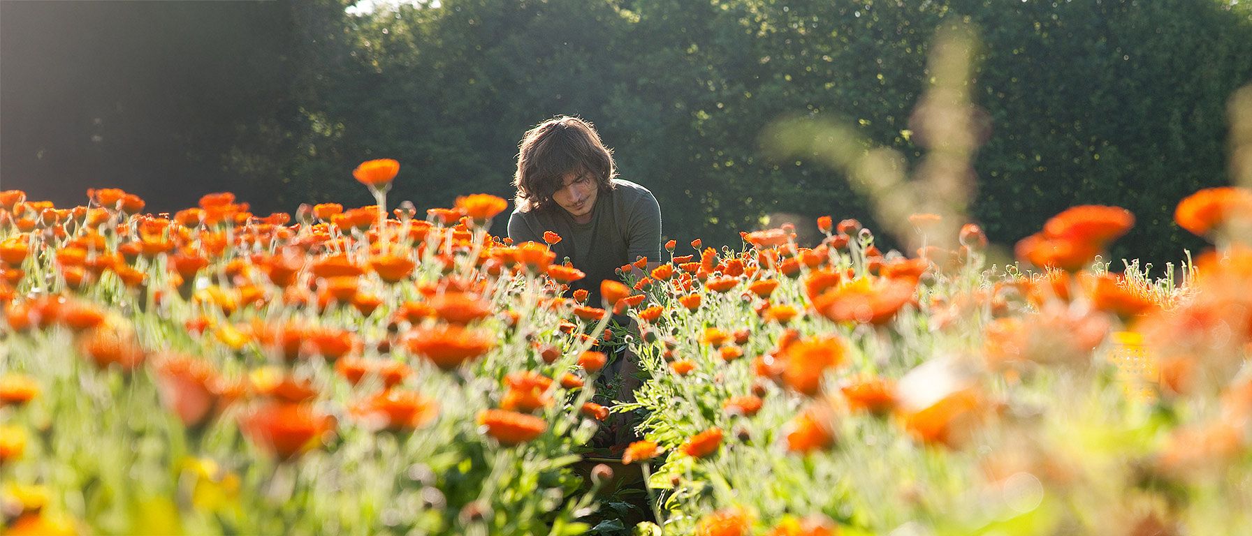 Jardinier dans notre champ de Calendula en Allemagne