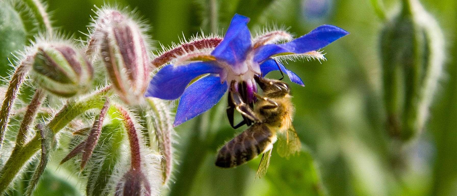 abeille butine une fleur