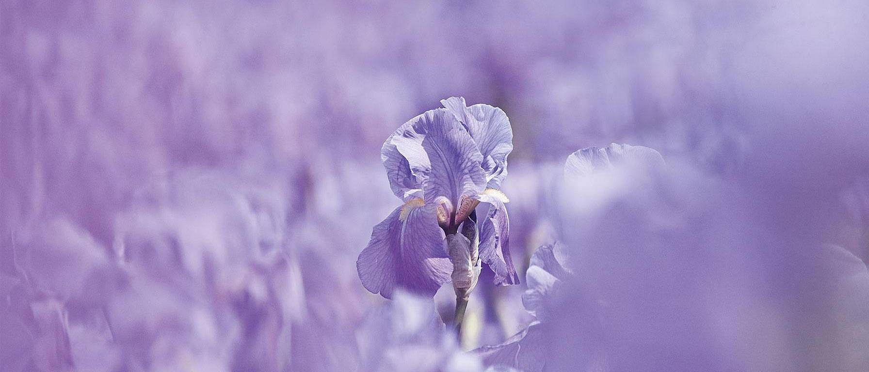 Iris flowers