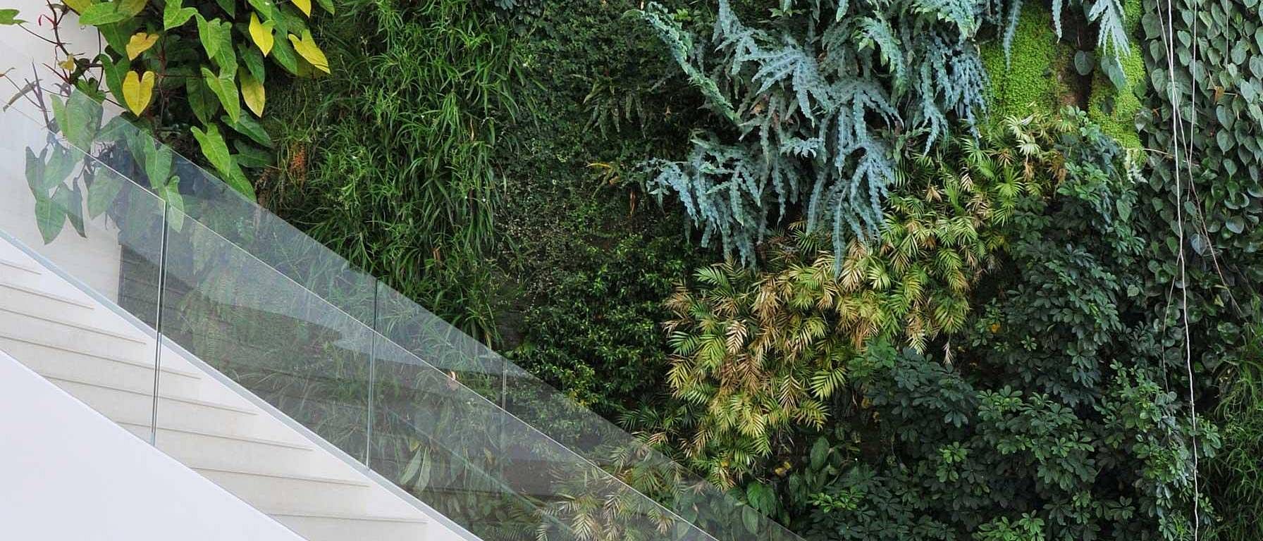 mur avec plantes