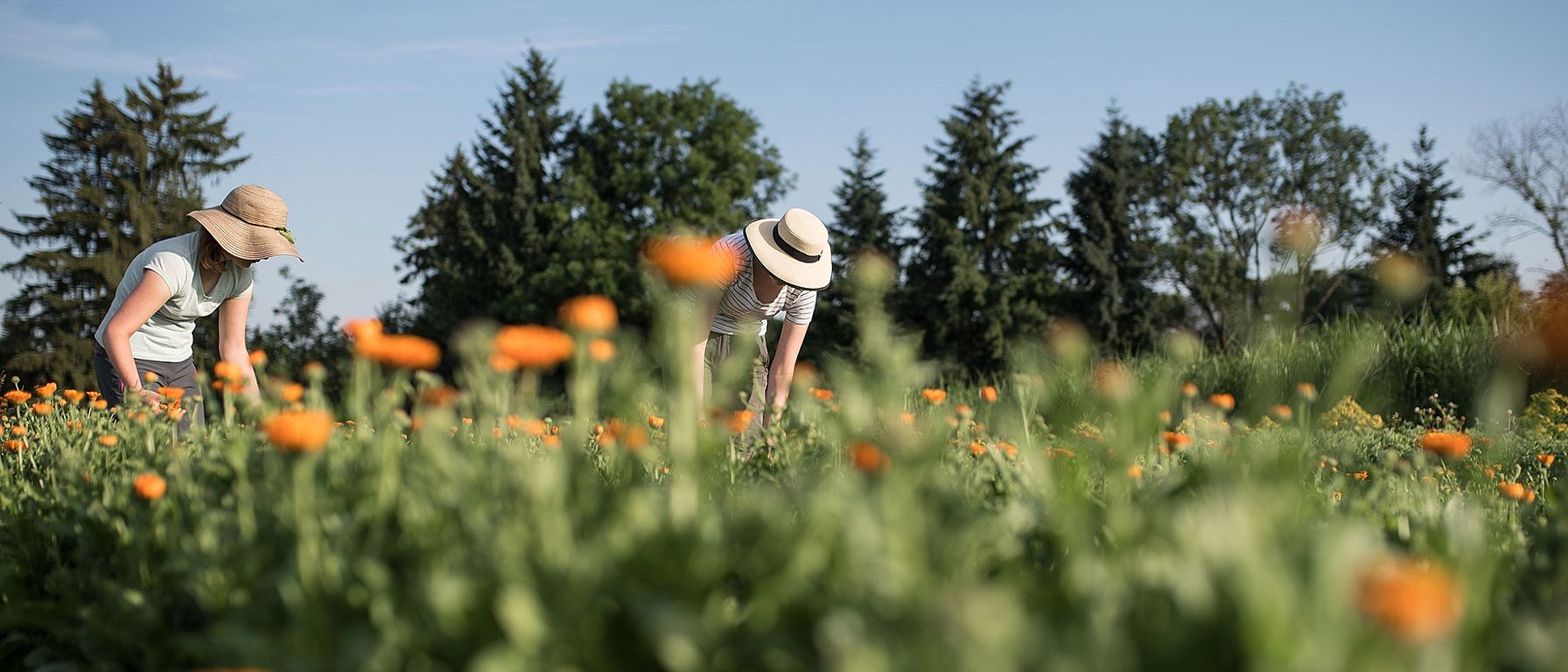 récolte de Calendula