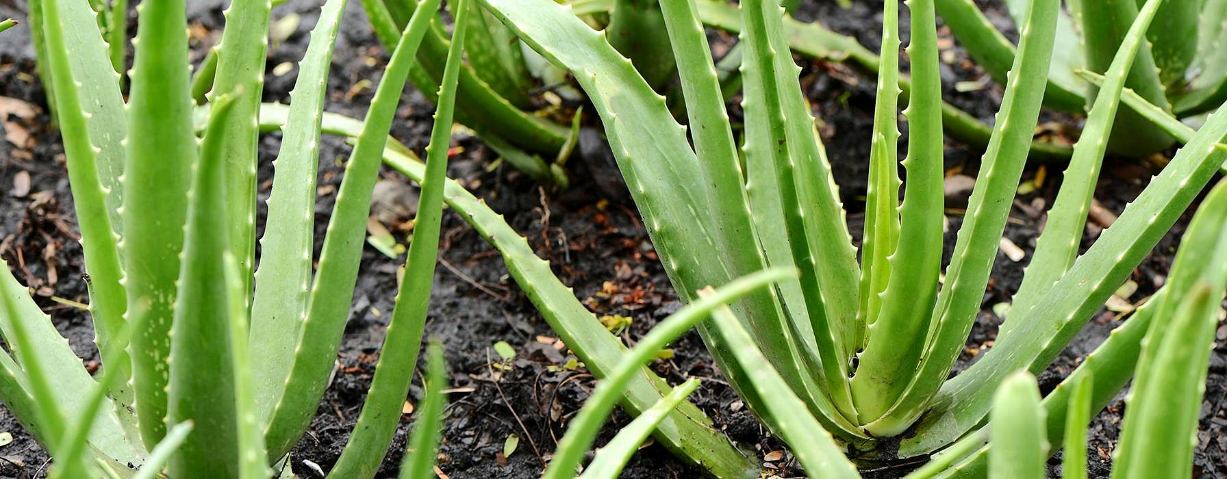 aloe vera
