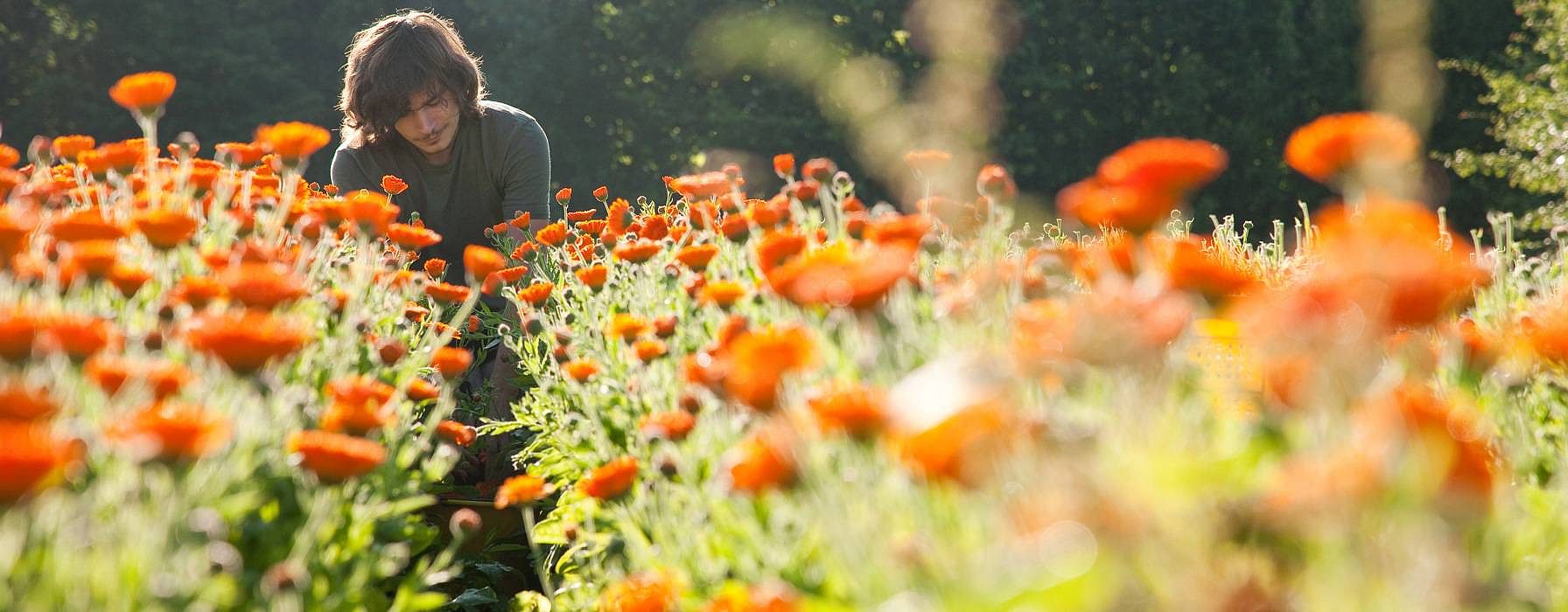 Le calendula, une explosion de couleur
