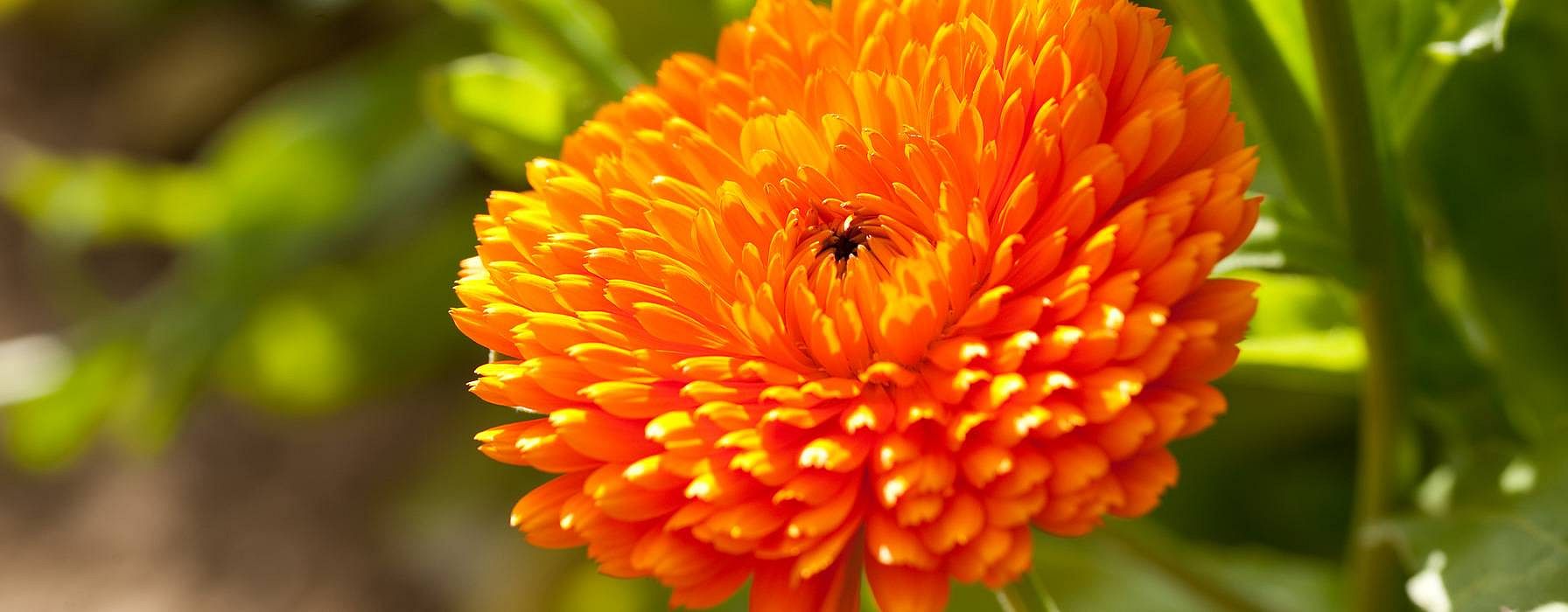 le calendula