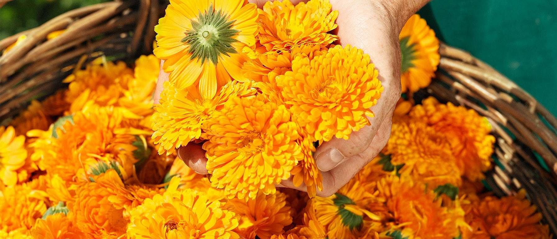 fleur de calendula