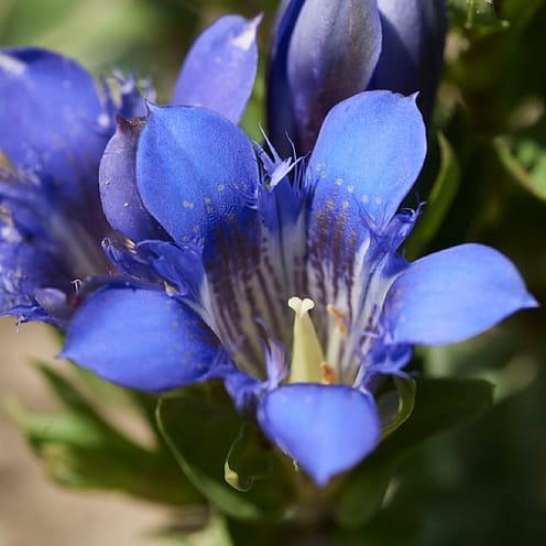 Gentiane bio et Edelweiss bio