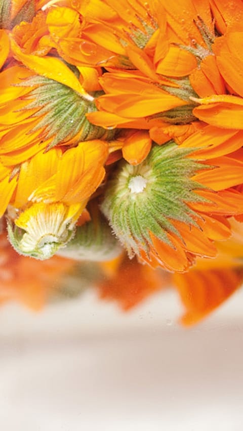 transformation du calendula