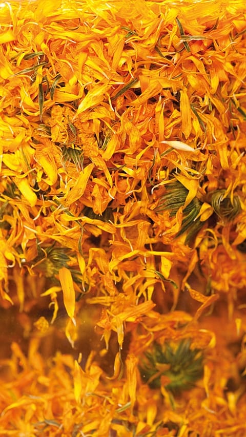 transformation du calendula
