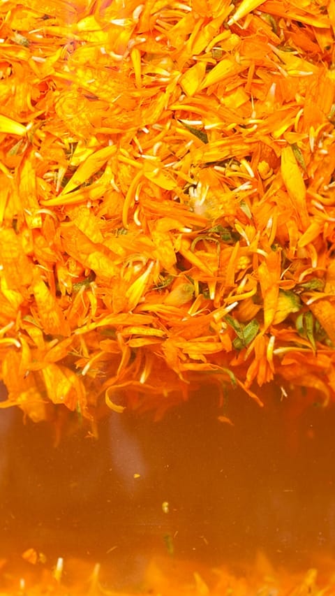 transformation du calendula