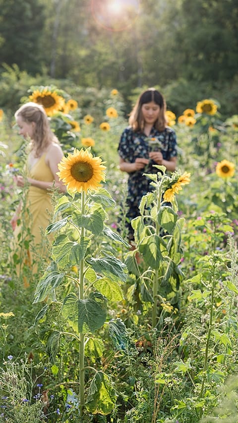 fille et tournesol