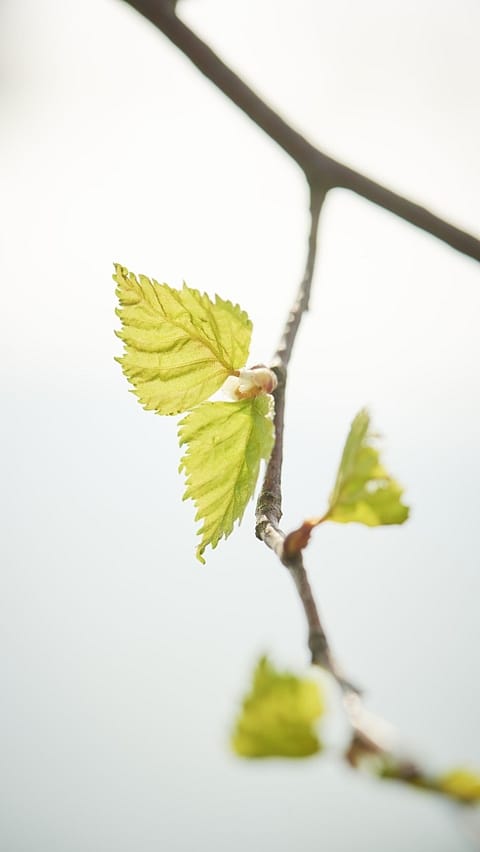 feuille de bouleau
