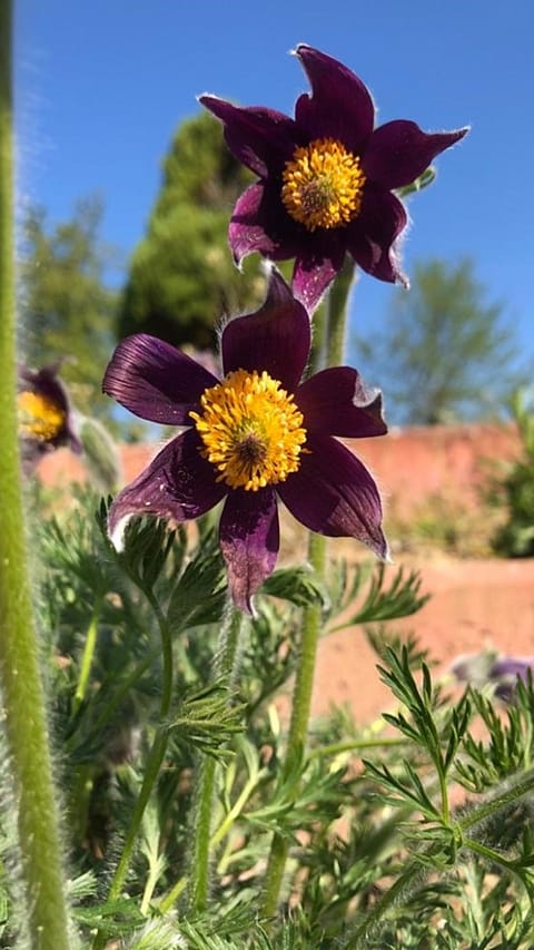 Pulsatilla vulgaris
