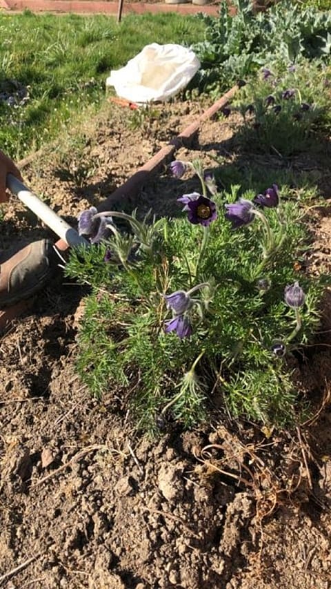 Pulsatilla vulgaris