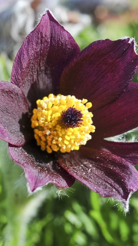 Pulsatilla vulgaris