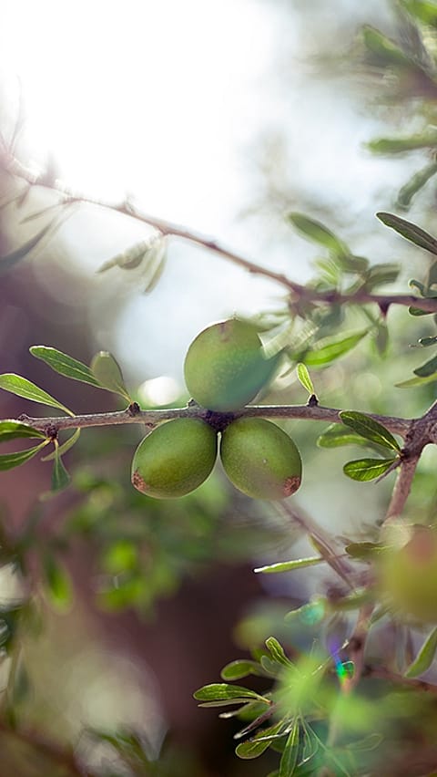 weleda plante