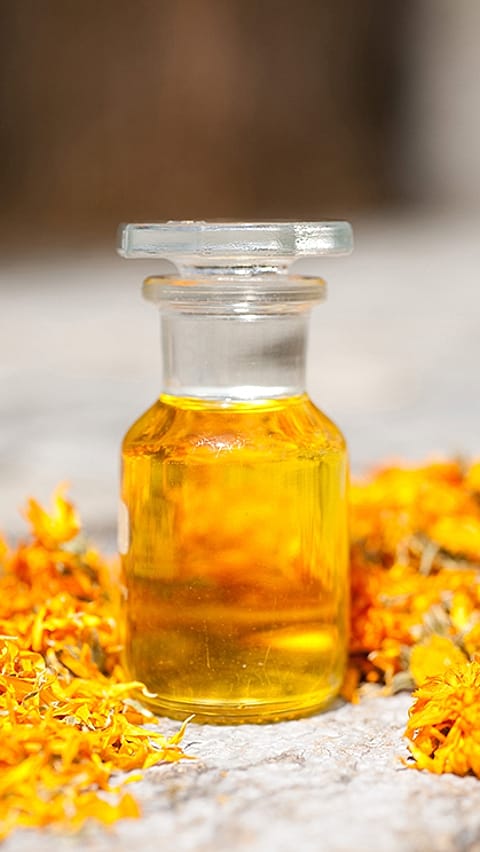 La main touche une fleur de calendula