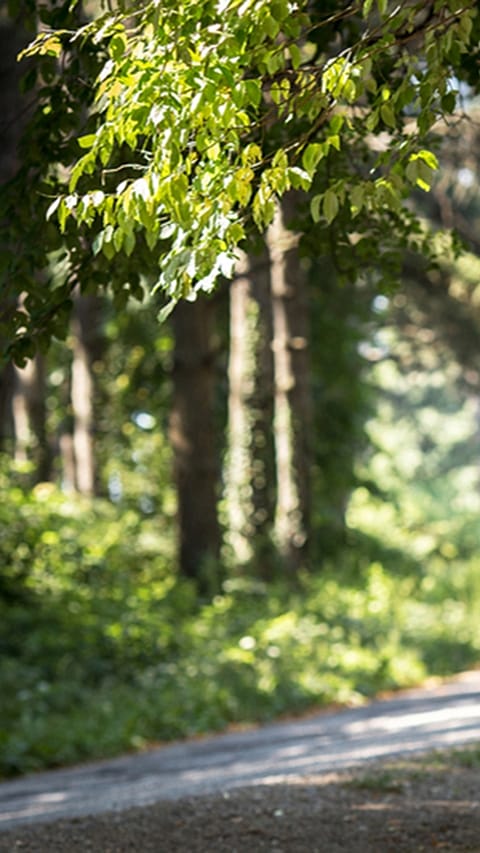 chemin de forêt