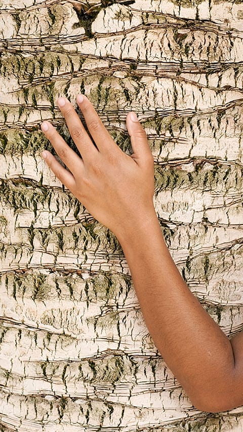 main touche un arbre