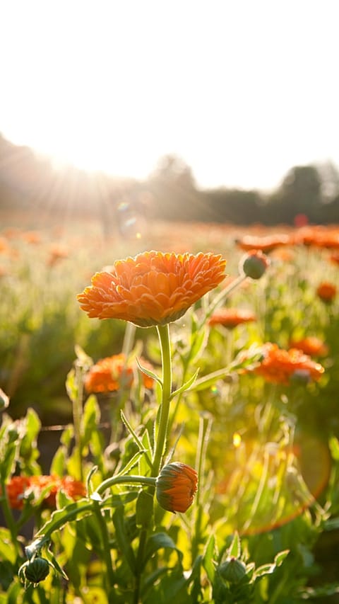 Le calendula, une explosion de couleur