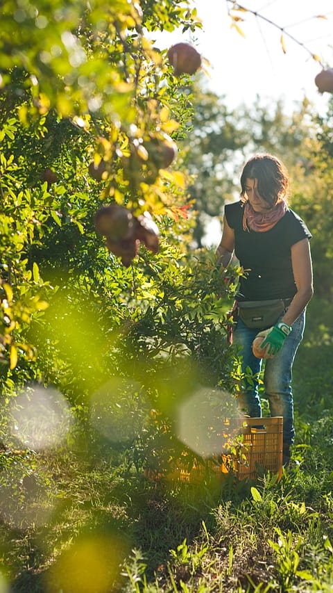 femme qui ramasse des fruits