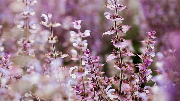 champs de fleur