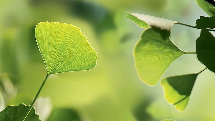Ginkgo