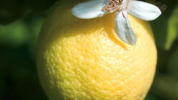 citron et fleur