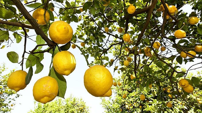 citron
