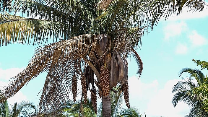 huile de palme