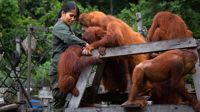 orang-outants