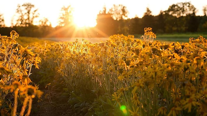 Le champ d'arnica brille en orange au soleil du soir