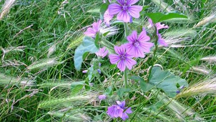 mauve