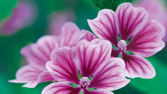 mauve