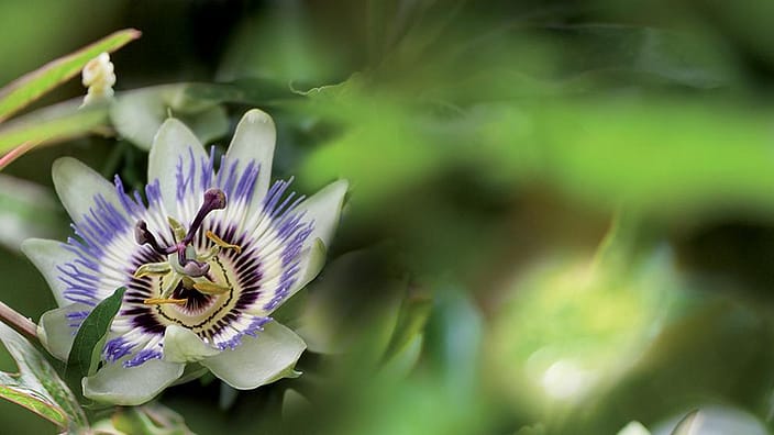 plante relaxation