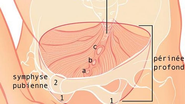 anatomie féminine