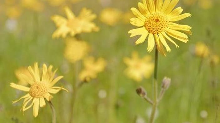 Arnica