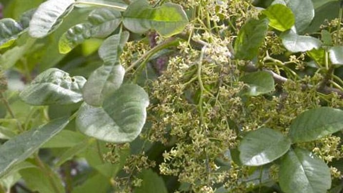 sumac vénéneux